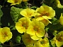 Primula