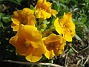 Primula