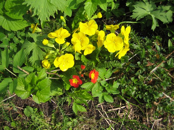 Primula  
  
2013-05-09 IMG_0023  
Granudden  
Färjestaden  
Öland