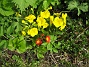 Primula  
  
2013-05-09 IMG_0023