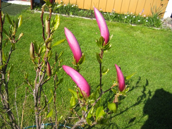 Magnolia