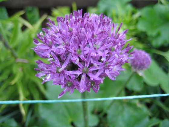 Allium 'Purple Sensation' 
