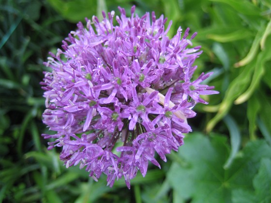 Allium 'Purple Sensation'