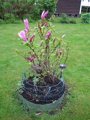 Magnolia  
  
2013-05-26 IMG_0048  
Granudden  
Färjestaden  
Öland