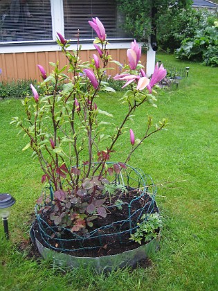 Magnolia  
  
2013-05-26 IMG_0049  
Granudden  
Färjestaden  
Öland