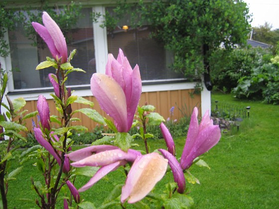 Magnolia  
  
2013-05-26 IMG_0051 - Kopia  
Granudden  
Färjestaden  
Öland