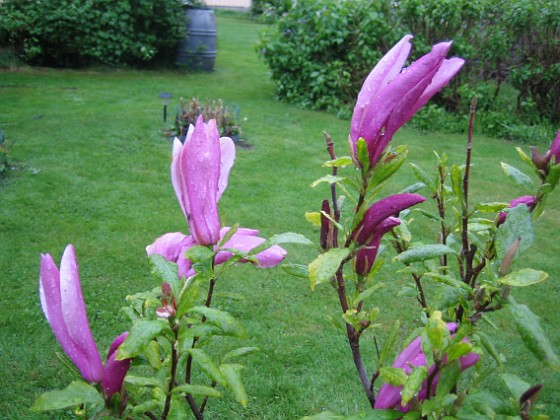 Magnolia  
  
2013-05-26 IMG_0054  
Granudden  
Färjestaden  
Öland