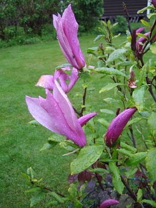 Magnolia  
  
2013-05-26 IMG_0056  
Granudden  
Färjestaden  
Öland