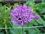 Allium 'Purple Sensation'