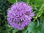 Allium 'Purple Sensation'