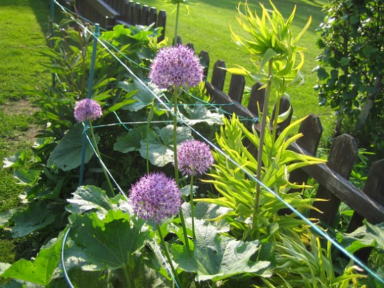 Allium Purple Sensation