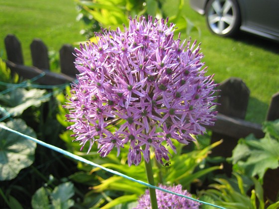 Allium Purple Sensation 
