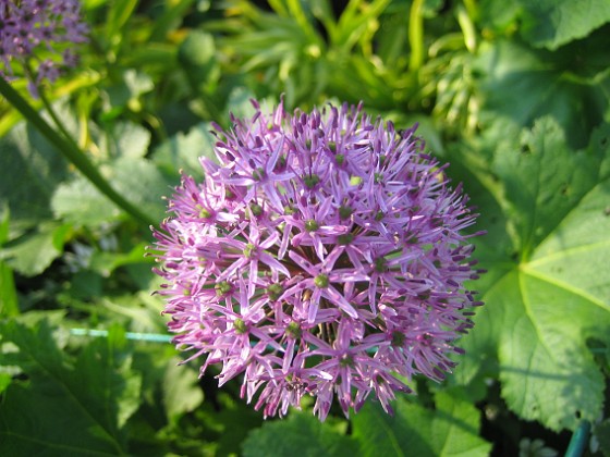 Allium Purple Sensation {  } 