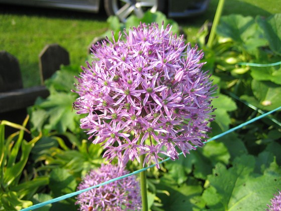 Allium Purple Sensation  
  
2013-06-02 IMG_0008  
Granudden  
Färjestaden  
Öland