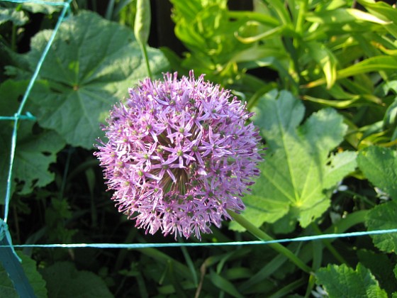 Allium Purple Sensation {  } 