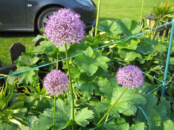 Allium Purple Sensation {  } 