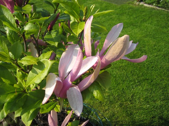 Magnolia