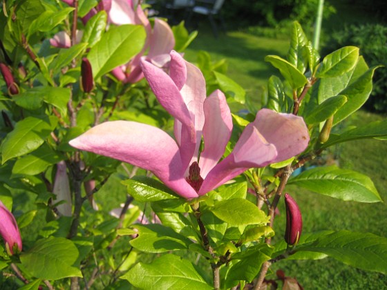 Magnolia 
