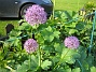 Allium Purple Sensation  
  
2013-06-02 IMG_0010