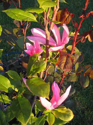 Magnolia 
