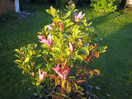 Magnolia  
  
2013-06-06 IMG_0004  
Granudden  
Färjestaden  
Öland