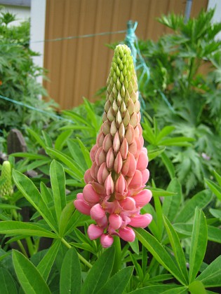 Lupin  
  
2013-06-11 IMG_0008  
Granudden  
Färjestaden  
Öland