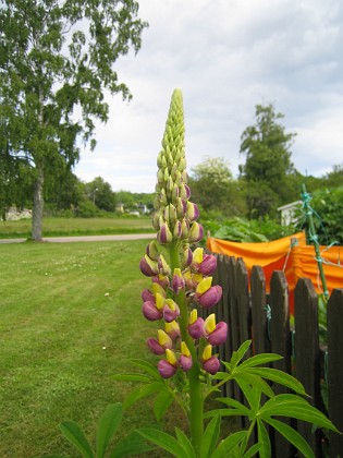 Lupin  
  
2013-06-11 IMG_0009  
Granudden  
Färjestaden  
Öland