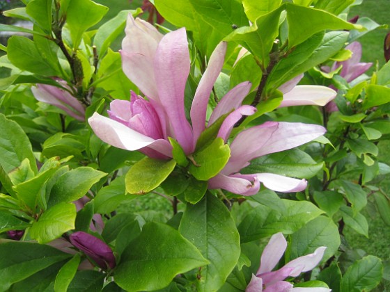 Magnolia