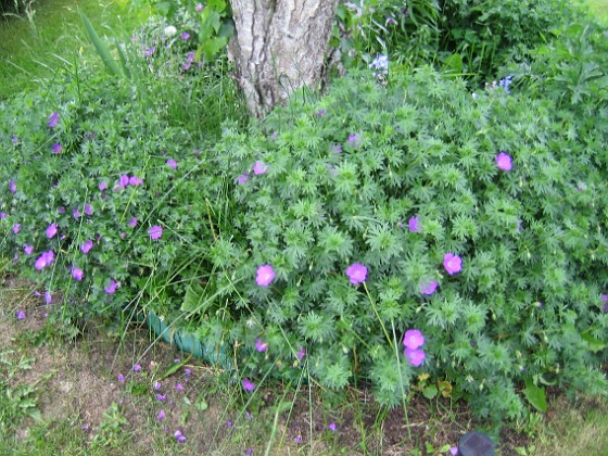 Blodnäva  
  
2013-06-11 IMG_0072  
Granudden  
Färjestaden  
Öland