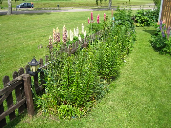 Lupiner  
  
2013-06-19 IMG_0009  
Granudden  
Färjestaden  
Öland