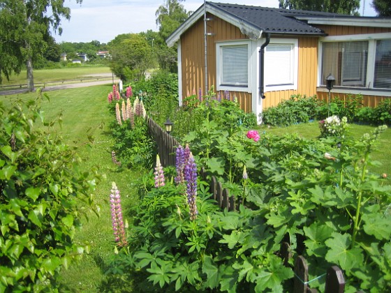 Lupiner  
  
2013-06-19 IMG_0013  
Granudden  
Färjestaden  
Öland