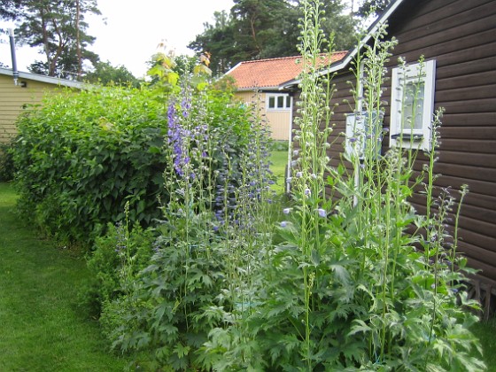 Riddarsporrar  
  
2013-06-29 IMG_0005  
Granudden  
Färjestaden  
Öland