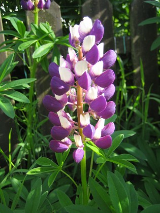 Lupin  
  
2013-06-29 IMG_0038  
Granudden  
Färjestaden  
Öland