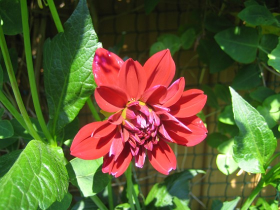 Dahlia