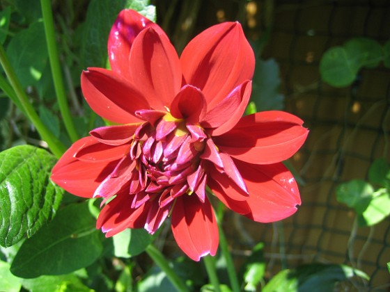 Dahlia 
