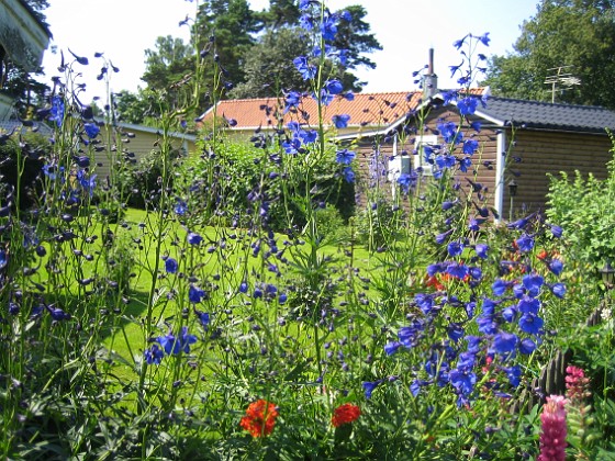 Praktriddarsporre  
  
2013-07-07 IMG_0021  
Granudden  
Färjestaden  
Öland