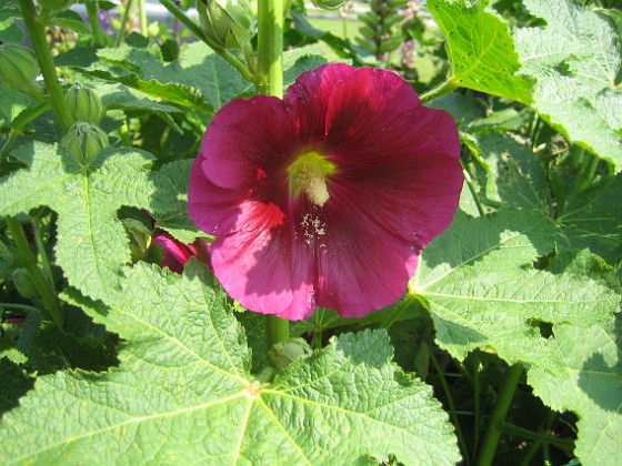 Stockros { Alcea Rosea Ficifolia } 