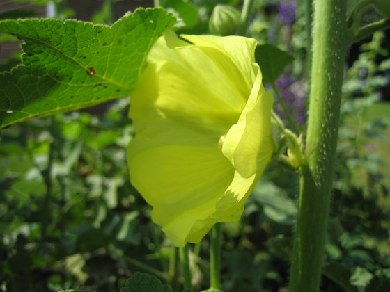 Gulros { Alcea Rugosa } 