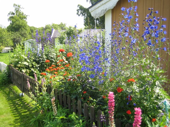 Praktriddarsporre { Delphinium } 