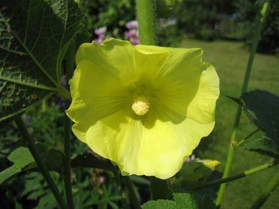 Gulros { Alcea Rugosa } 