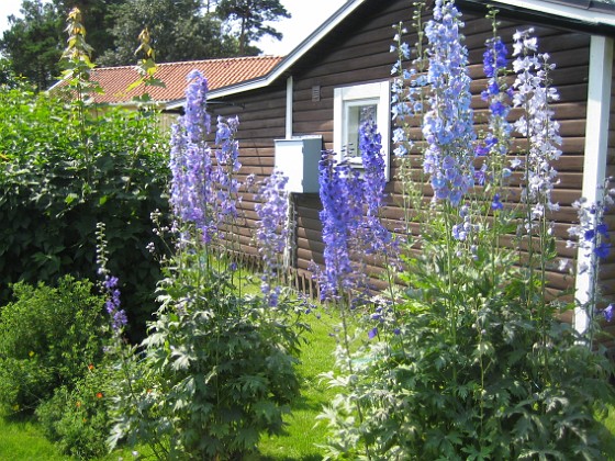 Riddarsporre { Delphinium } 