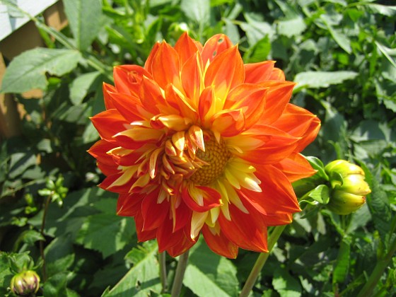 Dahlia