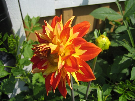 Dahlia 
