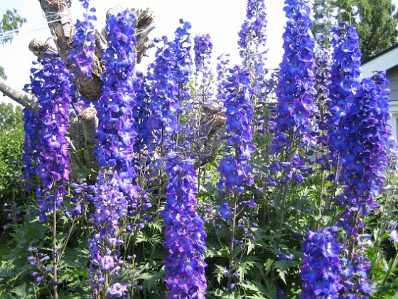 Riddarsporre  
Delphinium  
2013-07-09 IMG_0048  
Granudden  
Färjestaden  
Öland