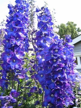 Riddarsporre 
Delphinium