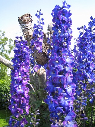 Riddarsporre 
Delphinium