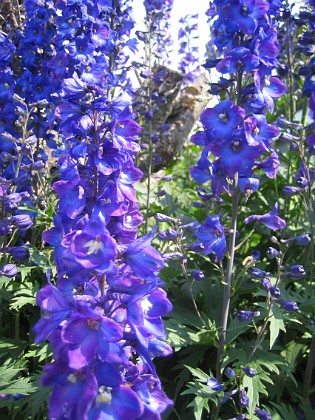 Riddarsporre 
Delphinium