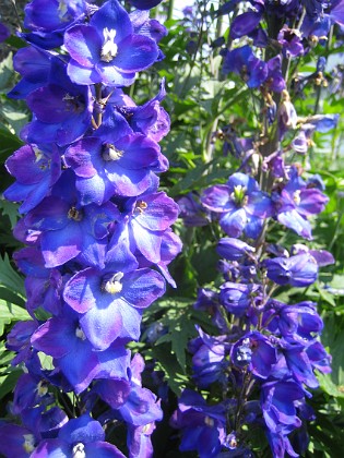 Riddarsporre 
Delphinium