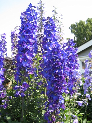 Riddarsporre 
Delphinium