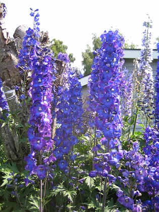 Riddarsporre 
Delphinium